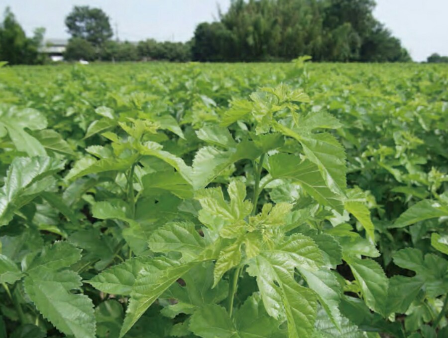 春は体もお肌もデリケート！この時期人気のサプリで健康的に！お客様の喜びの声たくさんご紹介します。